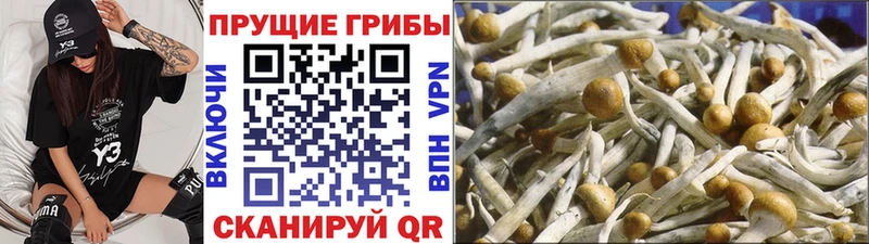 Галлюциногенные грибы Cubensis  наркотики  Хотьково 